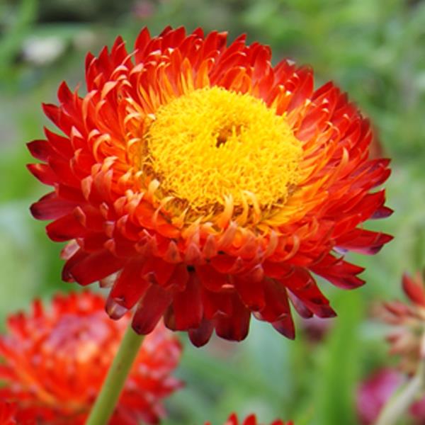 1,000 Helichrysum Seeds Monstrosum Copper Red Cut Flower