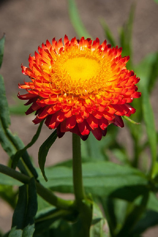 1,000 Helichrysum Seeds Monstrosum Fireball Cut Flower