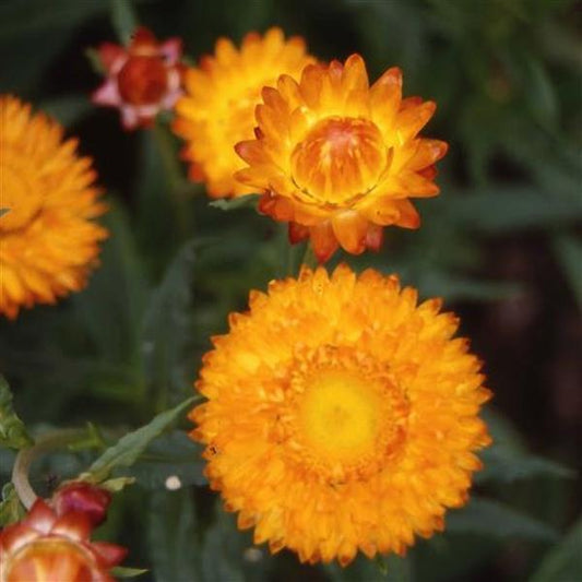 1,000 Helichrysum Seeds Monstrosum Golden Yellow Cut Flower