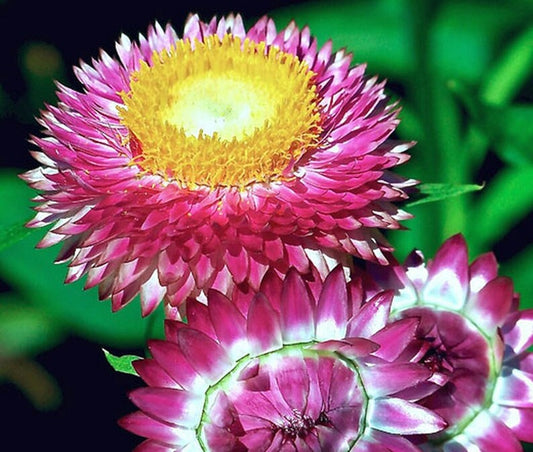 1,000 Helichrysum Seeds Monstrosum Purple Bicolor Cut Flower