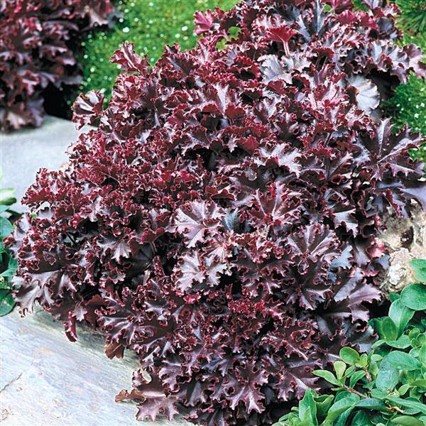 Heuchera Seeds Heuchera Melting Fire Pelleted Seeds