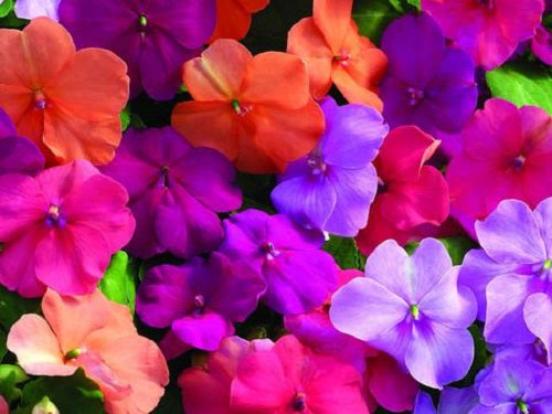 Impatiens Xtreme Utopia Mix 1,000 Bulk Flower Seeds
