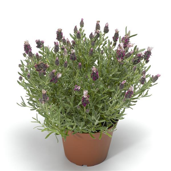Spanish Lavender Seeds Lavandula Castillano 2.0 Rose
