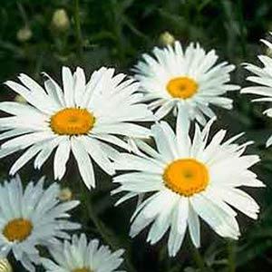 5,000 Leucanthemum Seeds Alaska Shasta Daisy