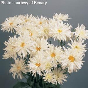 1,000 Leucanthemum Seeds Crazy Daisy Shasta Daisy