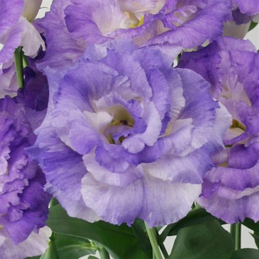 Bulk Lisianthus Seeds Lisianthus Celebrity Blue Flash Pelleted Seeds