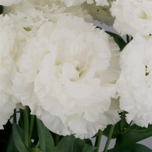 Bulk Lisianthus Seeds Lisianthus Celebrity Crystal Pelleted Seeds