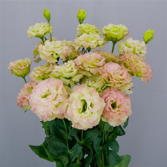 Bulk Lisianthus Seeds Lisianthus Celebrity Pink Diamond Pelleted Seeds