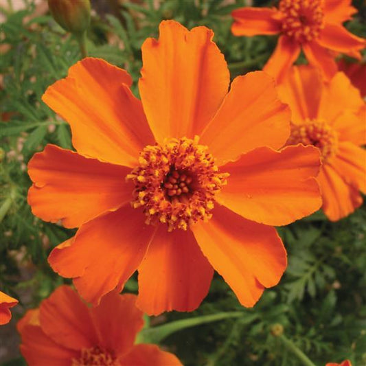 Marigold Seeds French Marigold Disco Orange