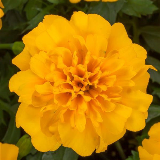 Marigold Seeds French Marigold Happy Gold