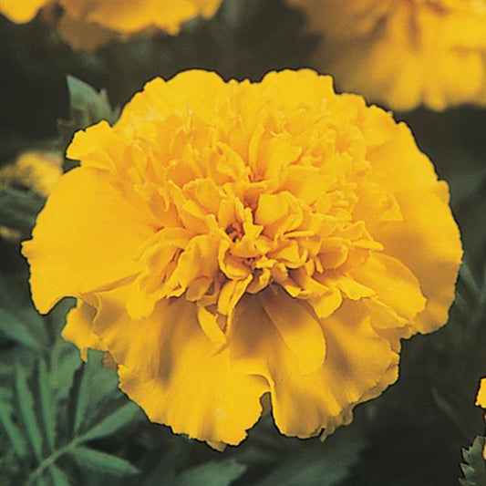 Marigold Seeds French Marigold Janie Bright Yellow