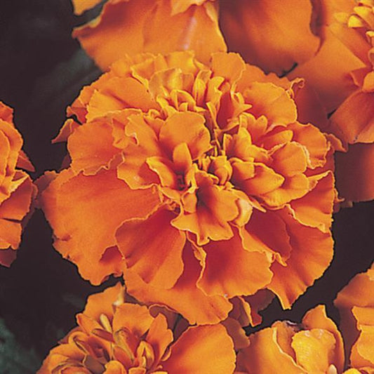 Marigold Seeds French Marigold Janie Deep Orange