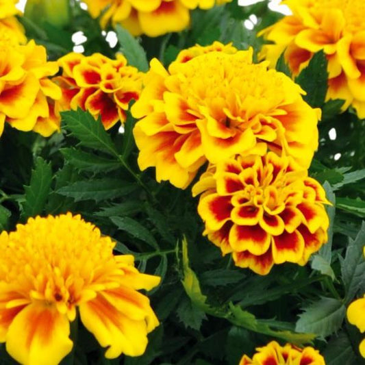 French Marigold Seeds Marigold Super Hero Yellow Bee