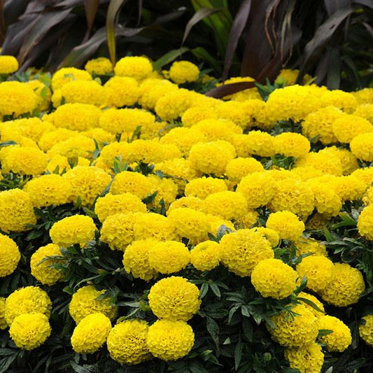 Marigold Seeds African Marigold Taishan® Yellow 1,000 Seeds
