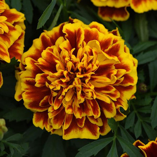 Marigold Seeds French Marigold Bonanza Bee