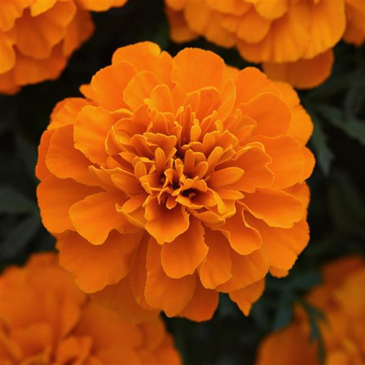 Marigold Seeds French Marigold Bonanza Deep Orange