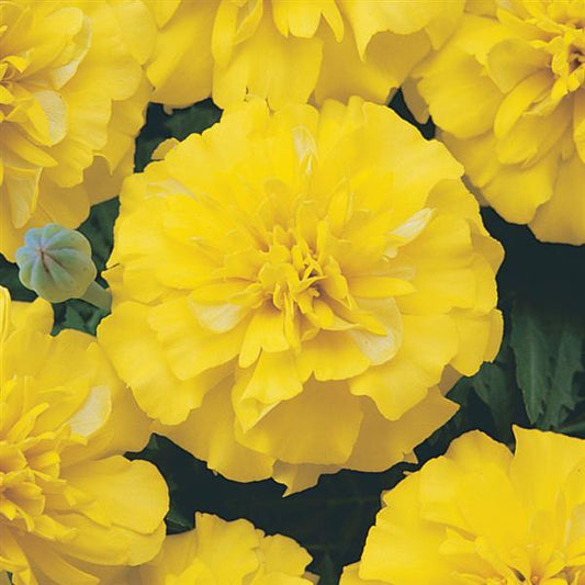 Marigold Seeds French Marigold Bonanza Yellow