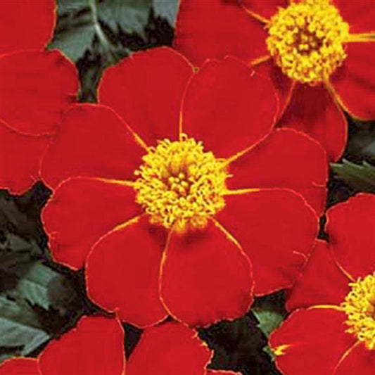 Marigold Seeds French Marigold Disco Red