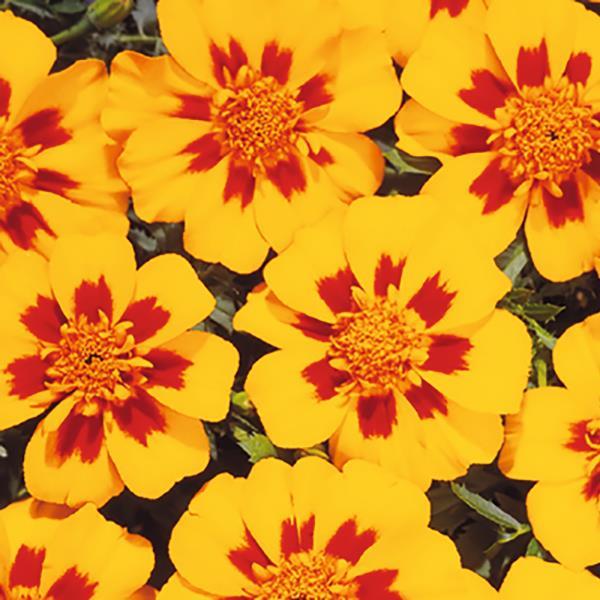 Marigold Seeds French Marigold Disco Granada