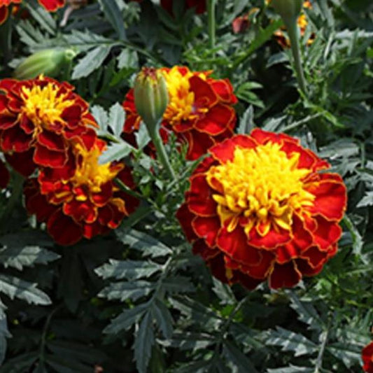 Marigold Seeds French Marigold Happy Spry