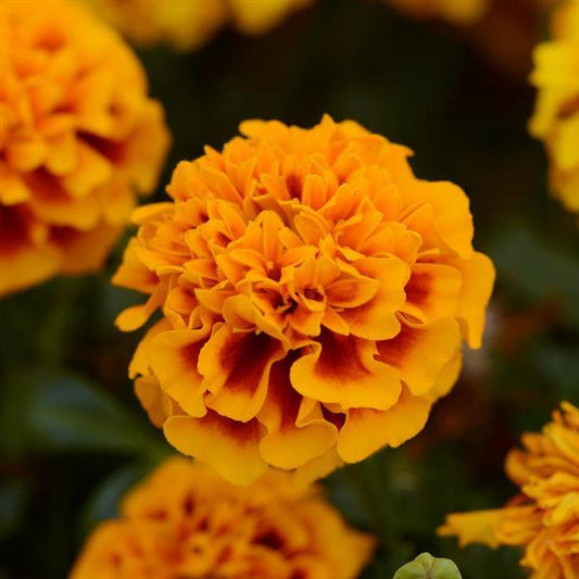 Marigold Seeds French Marigold Hot Pak™ Flame