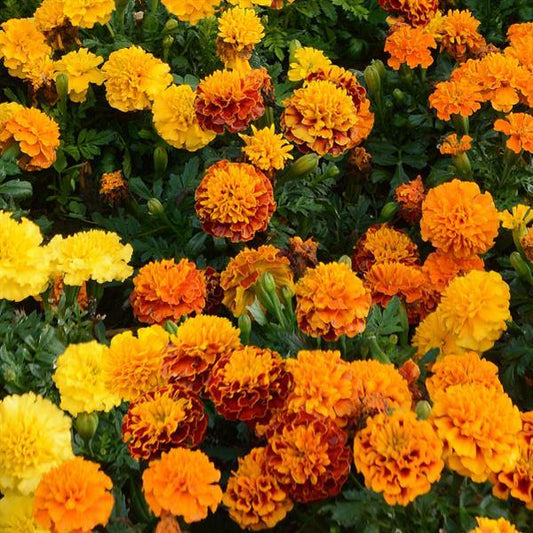Marigold Seeds French Marigold Hot Pak™ Mix
