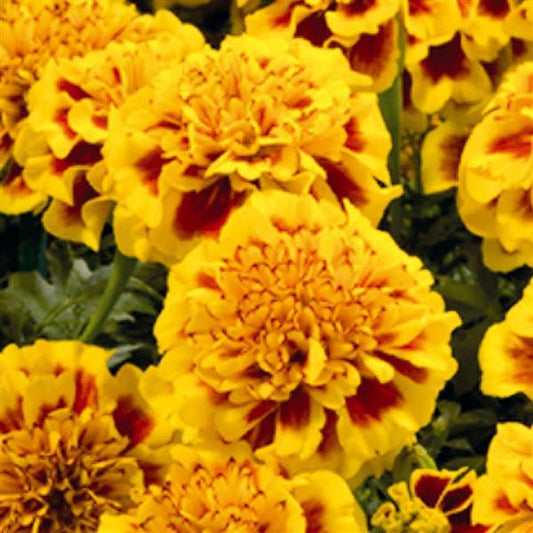 Marigold Seeds French Marigold Little Hero Fire