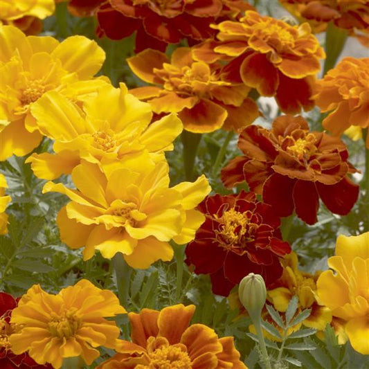 Marigold Seeds Marigold Safari Mix 1,000 Seeds
