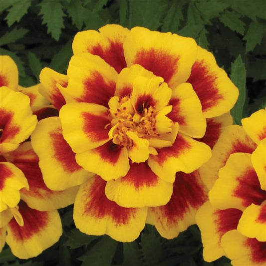 Marigold Seeds Marigold Safari Yellow Fire 1,000 Seeds