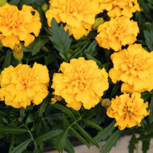 French Marigold Seeds Marigold Super Hero Gold