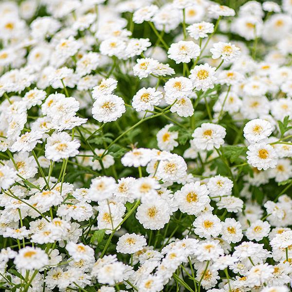 Matricaria Seeds Tetra White Wonder FeverFew Seeds Cut Flower