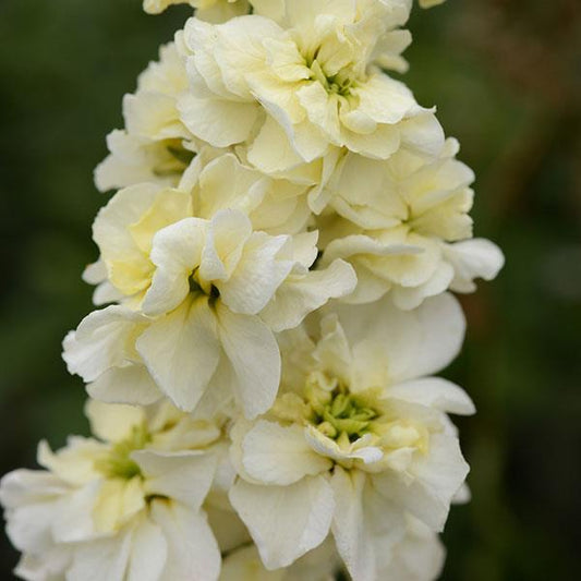 Matthiola Seeds Column Stock Miracle Yellow Cut Flower
