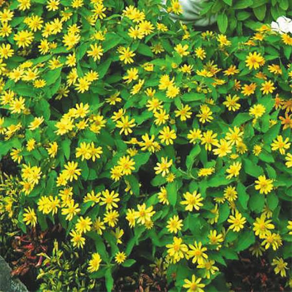 1,000 Melampodium Seeds Delight Lemon Butter Daisy Seeds