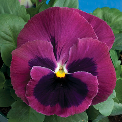 Pansy Seeds Pansy Colossus Rose Blotch 1,000 Seeds