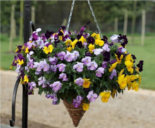 Trailing Pansy Seeds Pansy Freefall XL Mix
