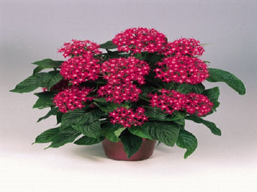 Pelleted Seeds Graffiti® Bright Red Flower Seeds