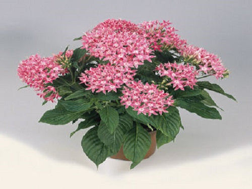 Pelleted Seeds Graffiti® Pink Flower Seeds
