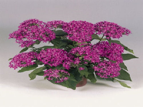 Pelleted Seeds Graffiti® Violet Flower Seeds