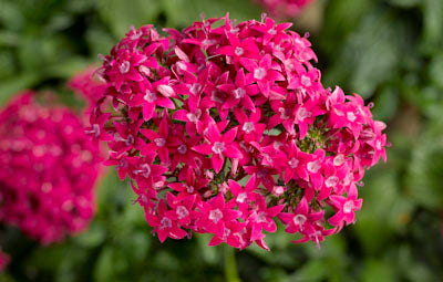 Pelleted Seeds Pentas HoneyCluster Deep Rose Flower Seeds