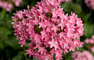 Pelleted Seeds Pentas HoneyCluster Pink Flower Seeds