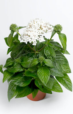 Pelleted Seeds Pentas HoneyCluster White Flower Seeds