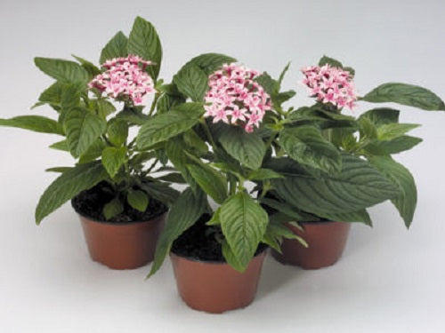Pelleted Seeds Pentas Kaleidoscope Appleblossom Flower Seeds