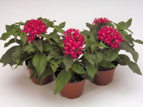 Pelleted Seeds Pentas Kaleidoscope Carmine Flower Seeds