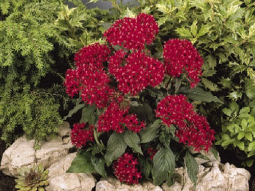 Pelleted Seeds Pentas Kaleidoscope Deep Red Flower Seeds
