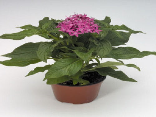 Pelleted Seeds Pentas Kaleidoscope Lilac Flower Seeds