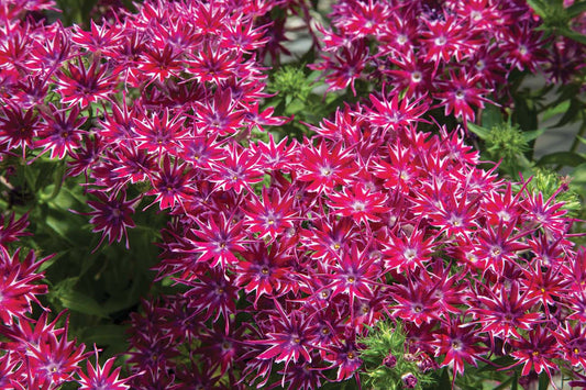 Popstar Phlox Purple Seeds Star-Shaped Blooms for Containers & Gardens