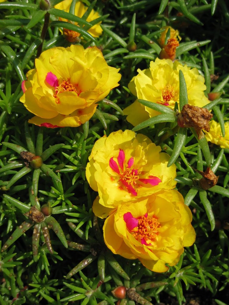 Portulaca Seeds Happy Hour™ Banana 1,000 Multi Pelleted Seeds