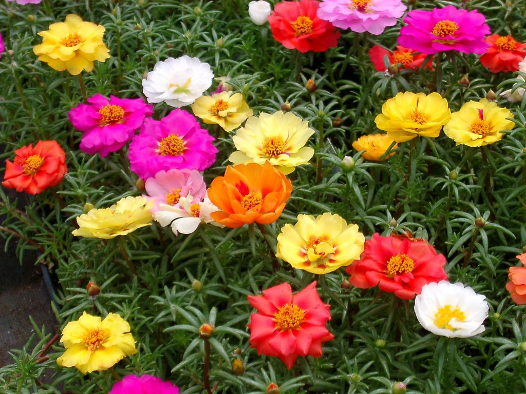 Portulaca Seeds Happy Hour™ Mix 1,000 Multi Pelleted Seeds