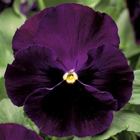Pansy Seeds Pansy Colossus Purple Blotch 1,000 Seeds
