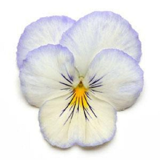 Trailing Pansy Seeds Cool Wave® Frost